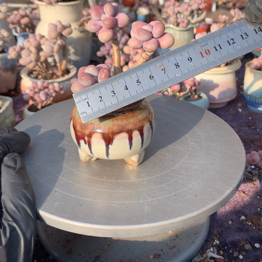 32号带盆偏远地区不包邮的