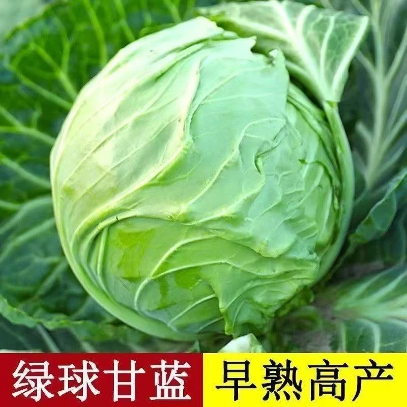 精选绿甘蓝秧苗现摘现发带土发货四季家庭阳台庭院可种脆嫩爽口