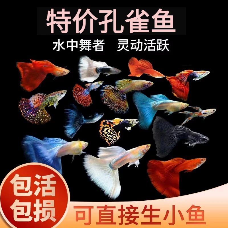 精品大尾孔雀鱼活鱼观赏鱼纯种小型热带鱼活体淡水好养耐活小鱼苗