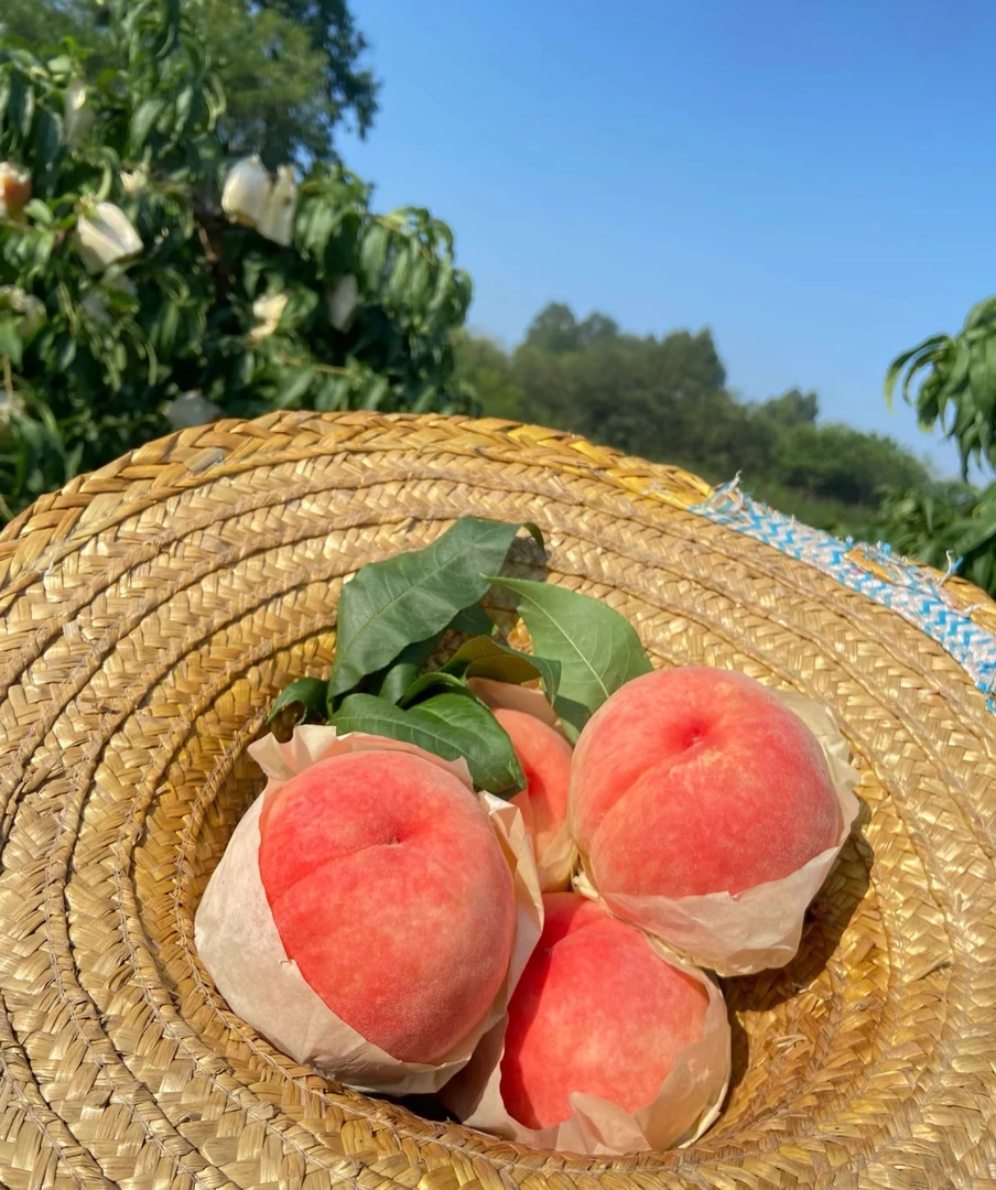 正宗龙泉驿晚湖景水蜜桃手撕薄皮