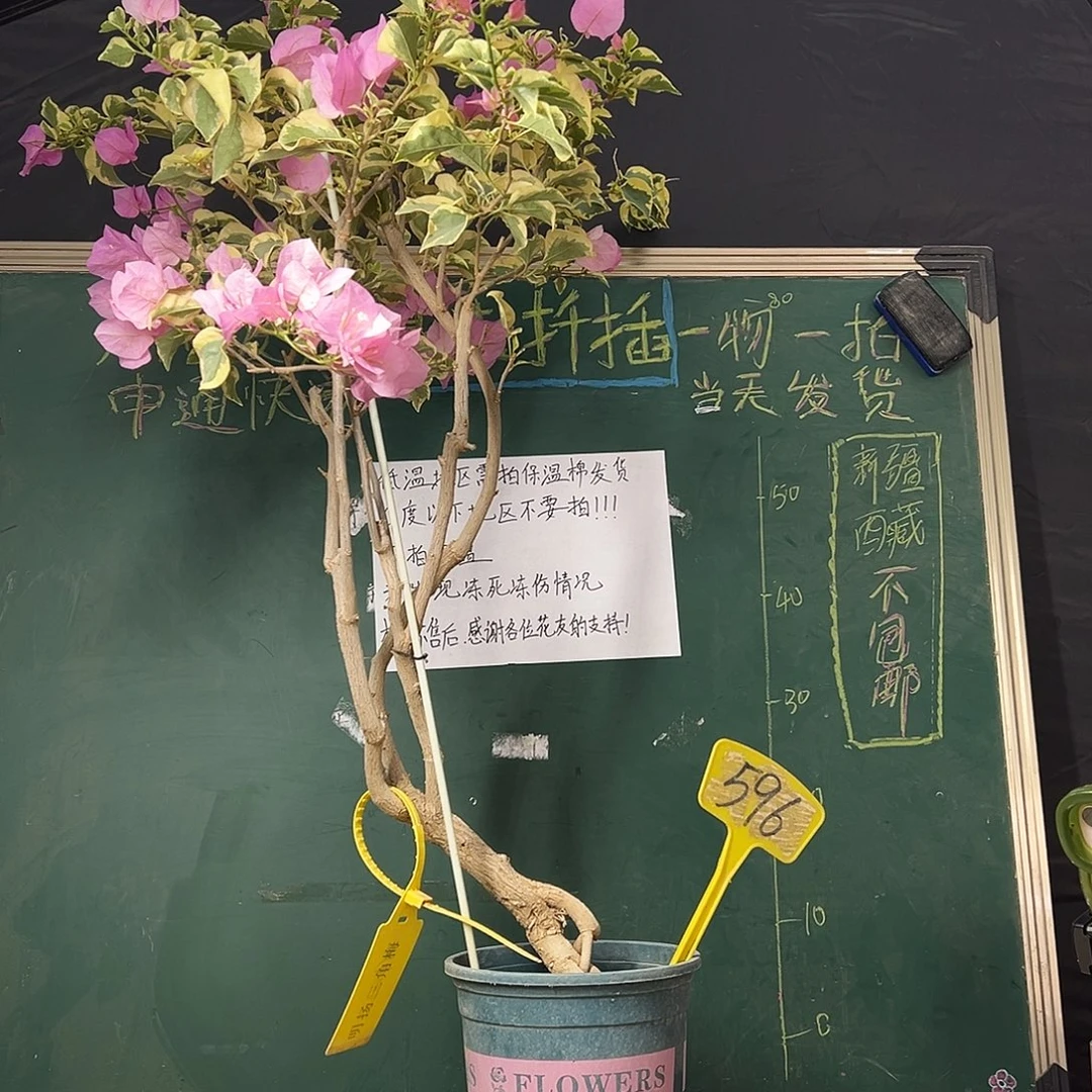 全部花苞100CM 中国丽人 原生树头 596
