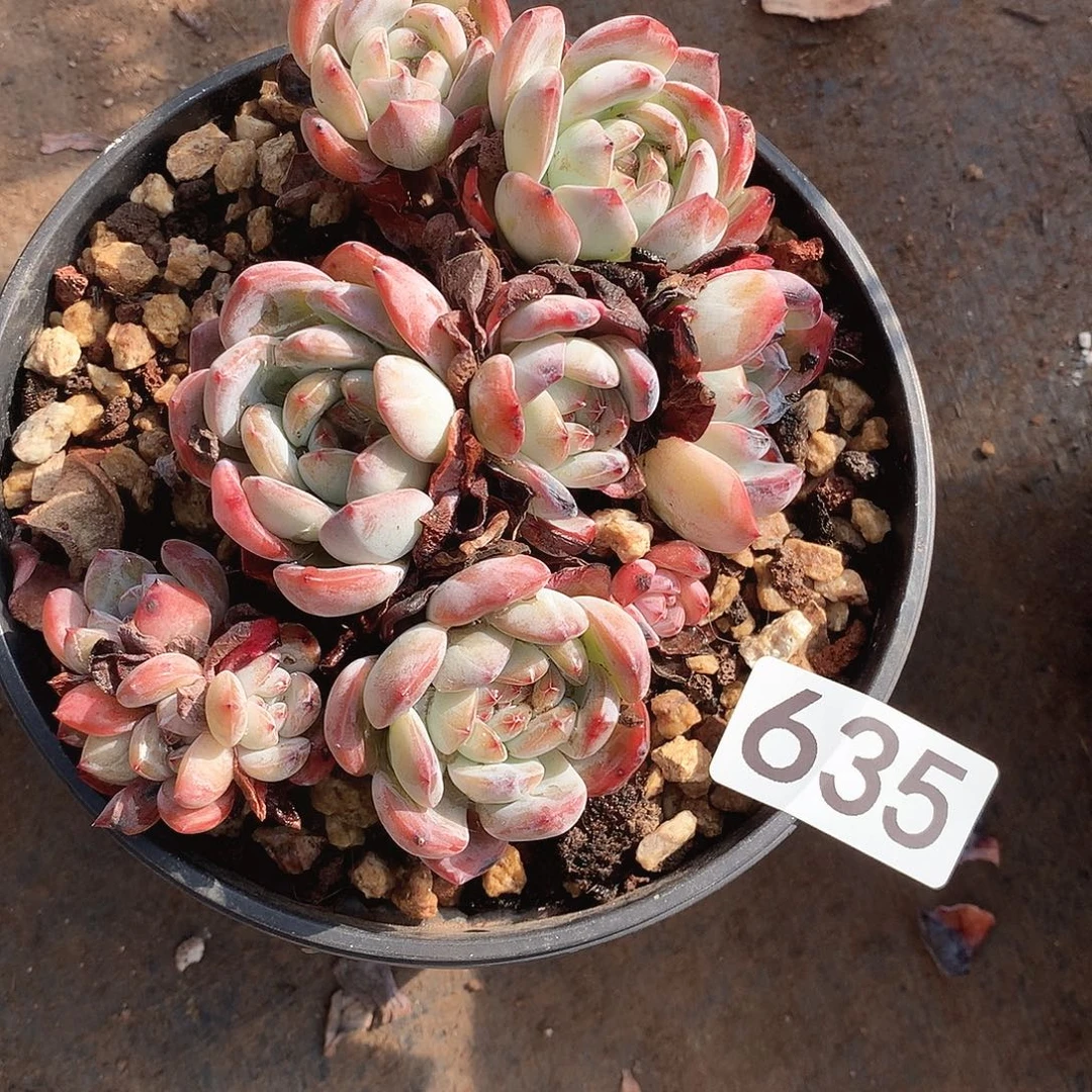 635全明星 一物一拍多肉