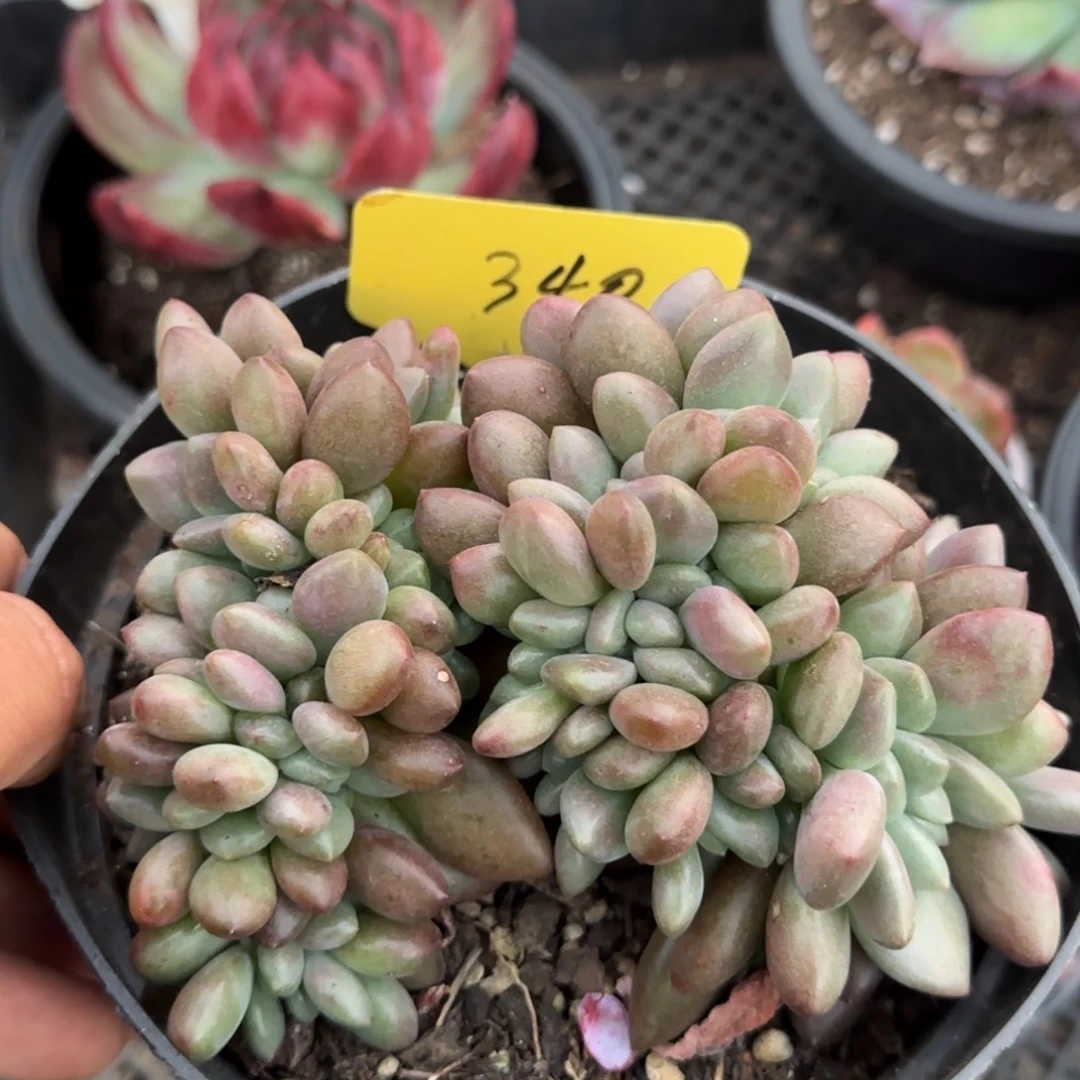 桃花源缀惊鸿一物一拍包装收缩花旱