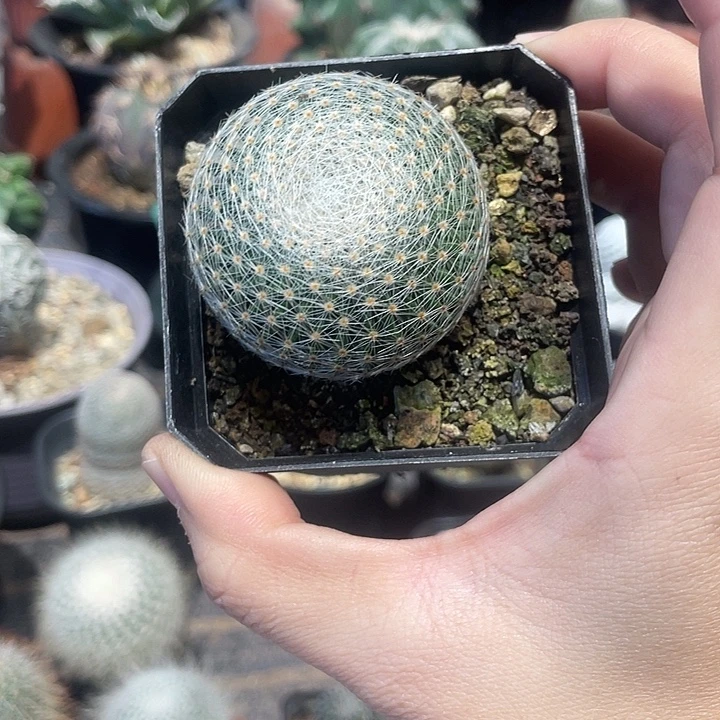 实生白绢仙人球一颗
