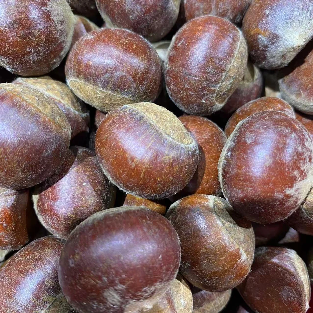 房县高山老树红果板栗脆甜可口可蒸可炒可生吃