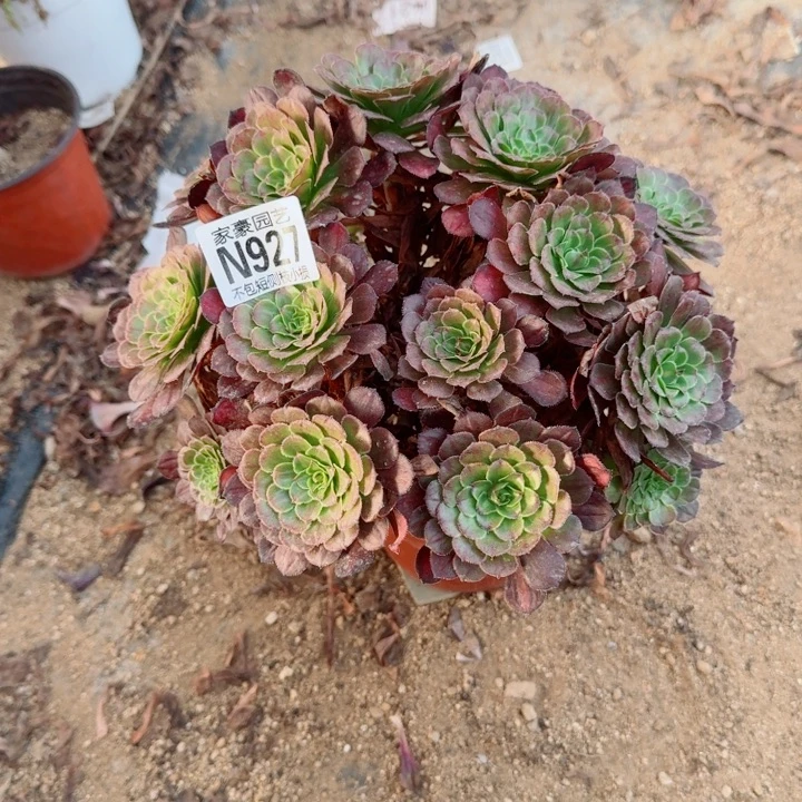 927黑萝莉中班官服20左右2