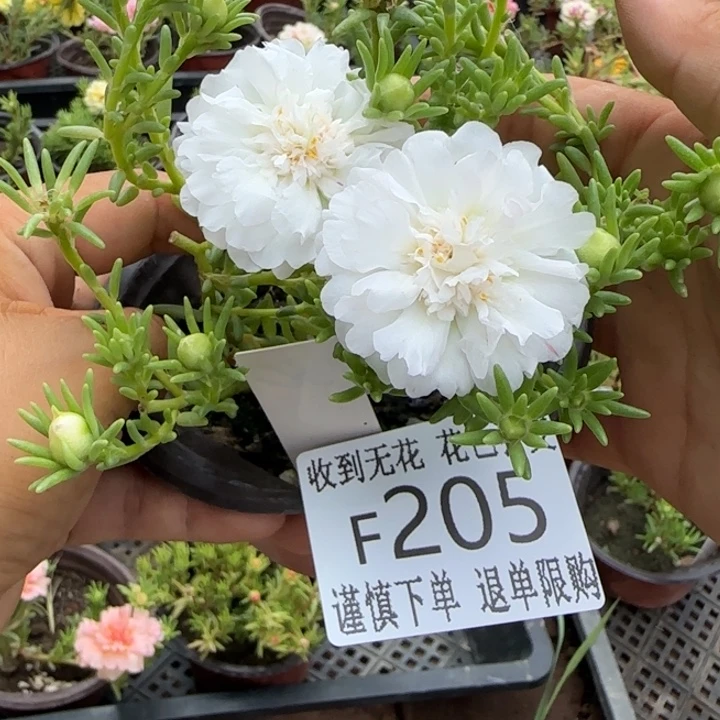 无花朵F205超小苗盆口10cm