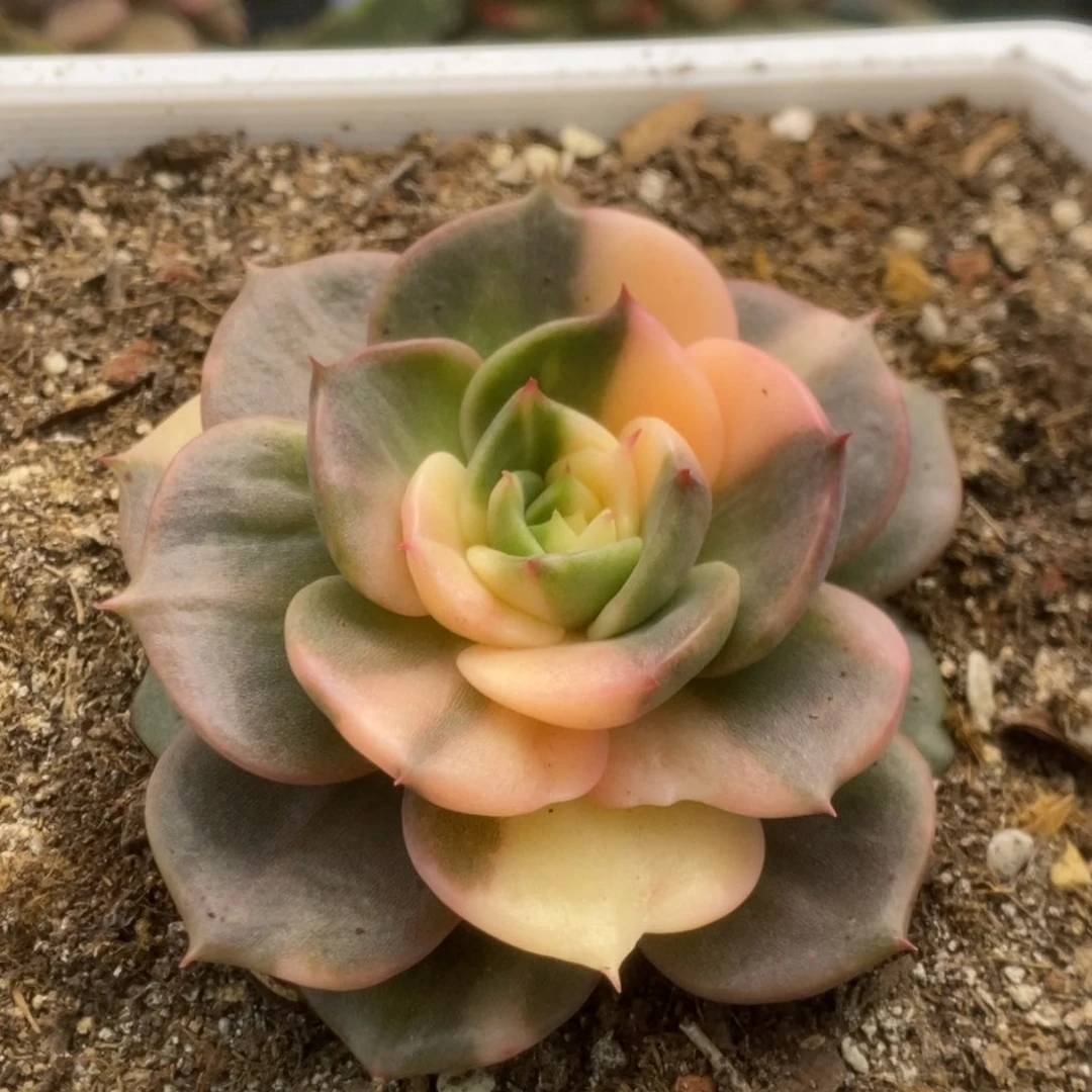 022贝加尔湖锦锦锦锦锦