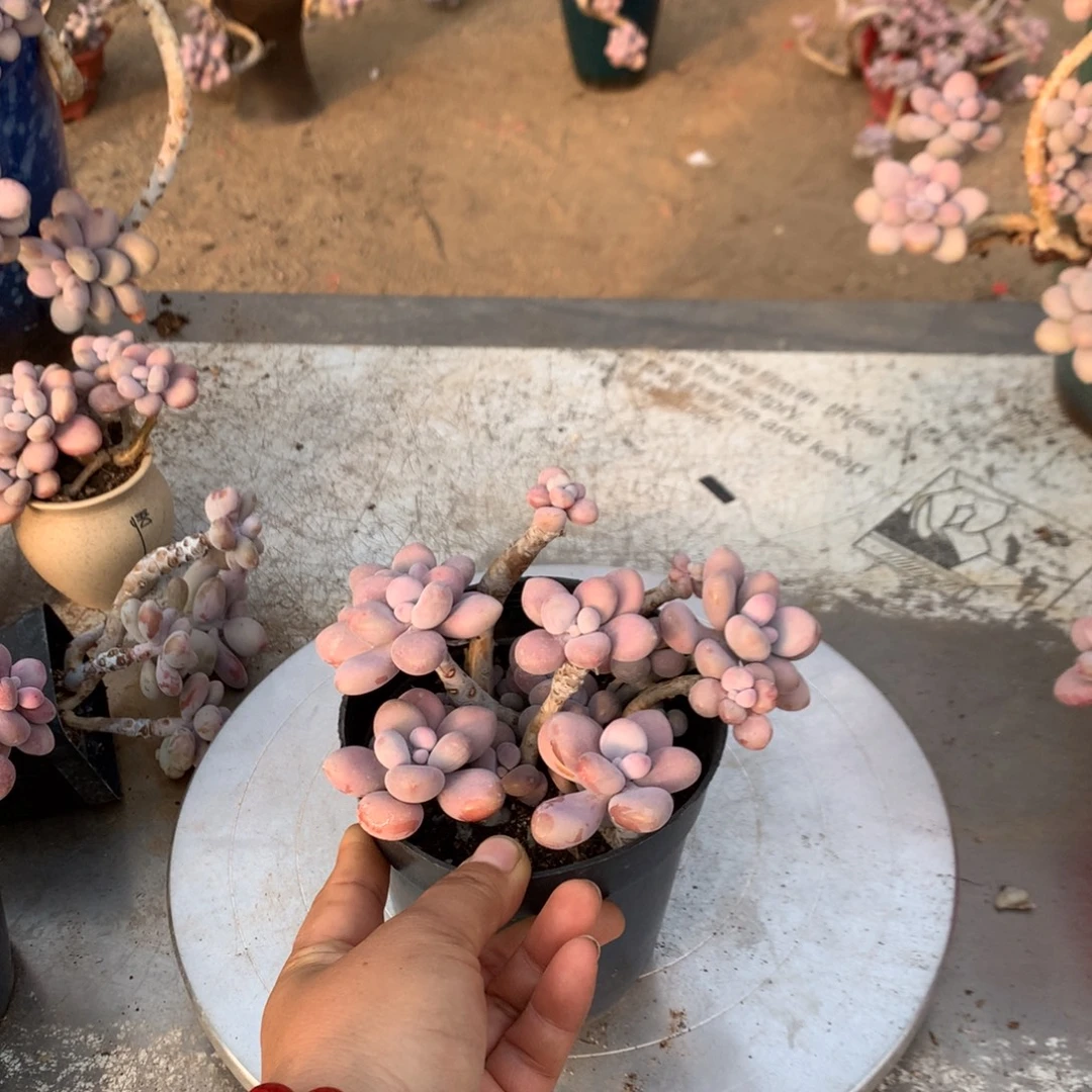 桃蛋老桩不带盆42号