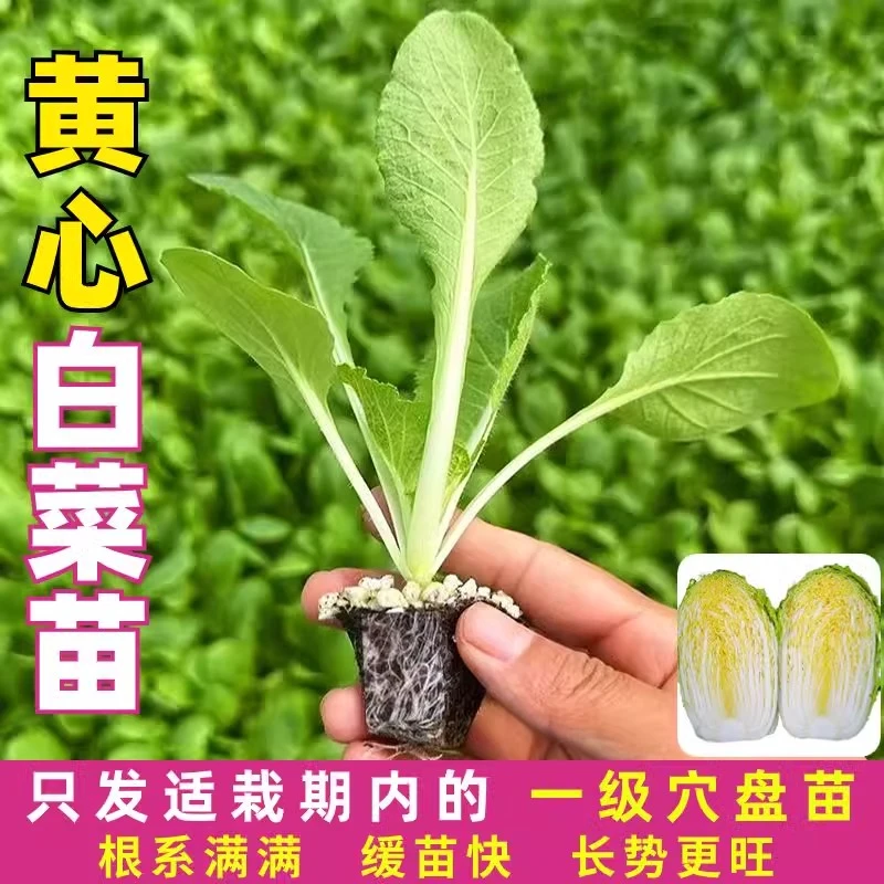 大白菜苗黄心娃娃菜花菜秧苗青梗空心菜苗西兰花苗秋冬耐寒蔬菜苗