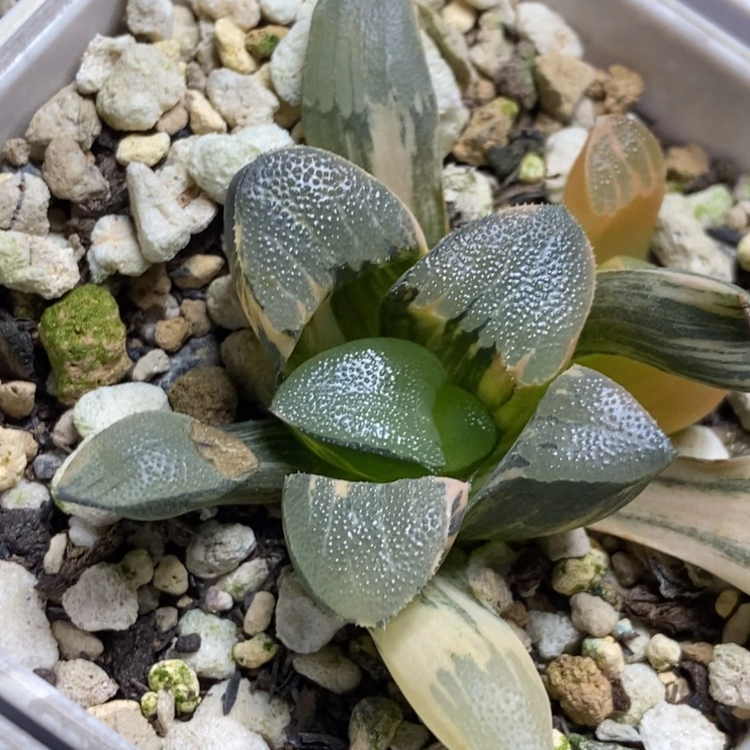 丸叶子锦一物一拍