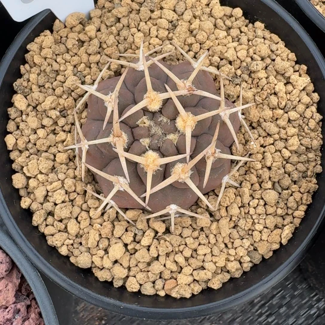 仙人球一物一拍武一物一拍