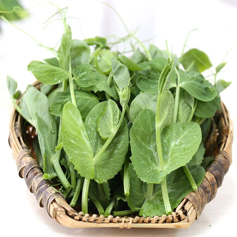 新鲜自家种植豌豆尖现摘现发新鲜嫩