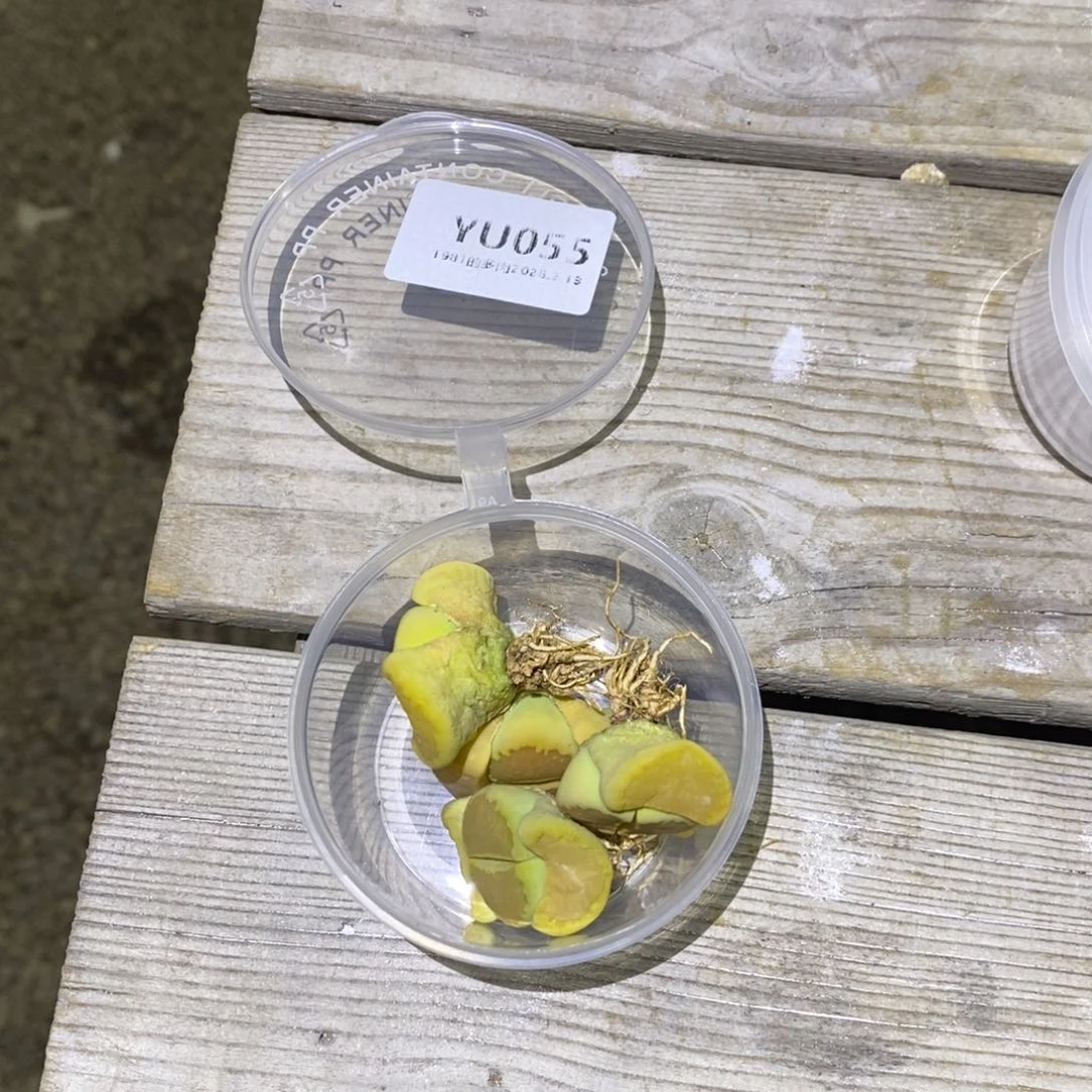 粗砂花盆一****~YU055rourourou