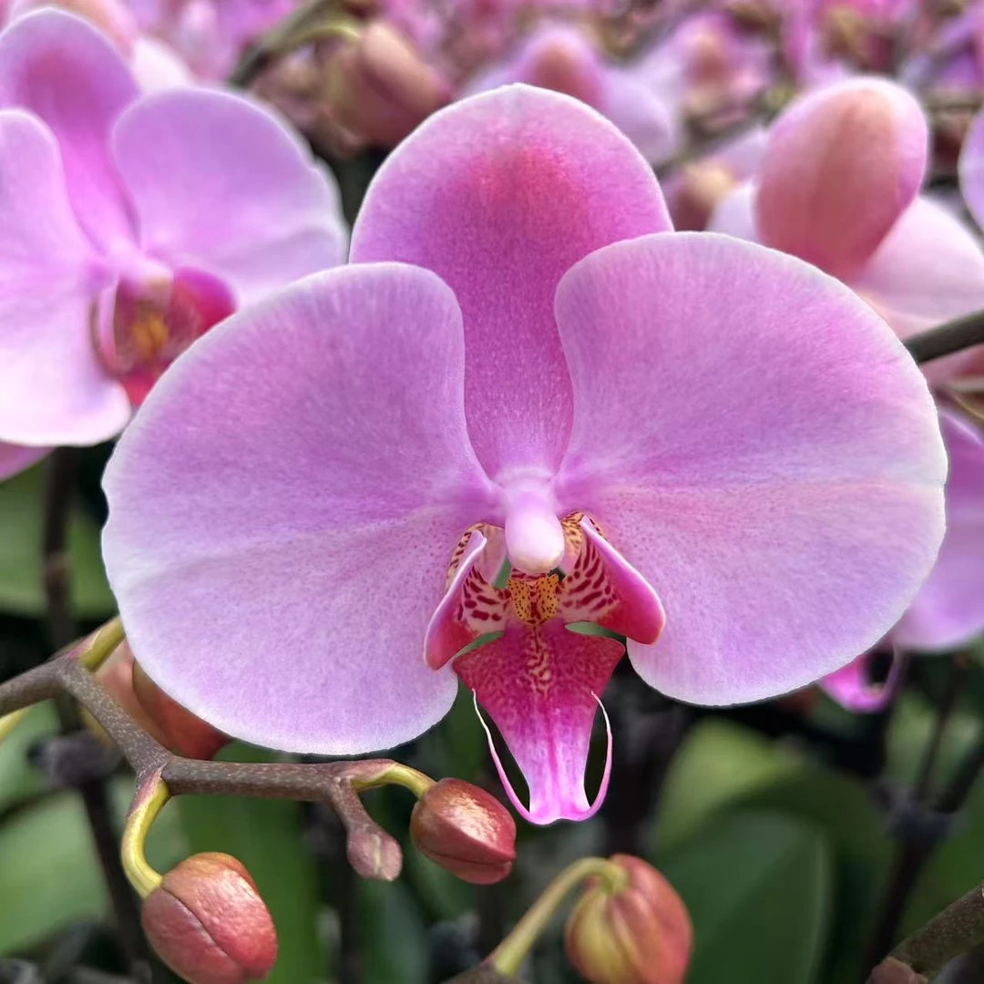甄选（欧品沃尔堡）蝴蝶兰花卉鲜花 大花型蜡质花 稀有品种