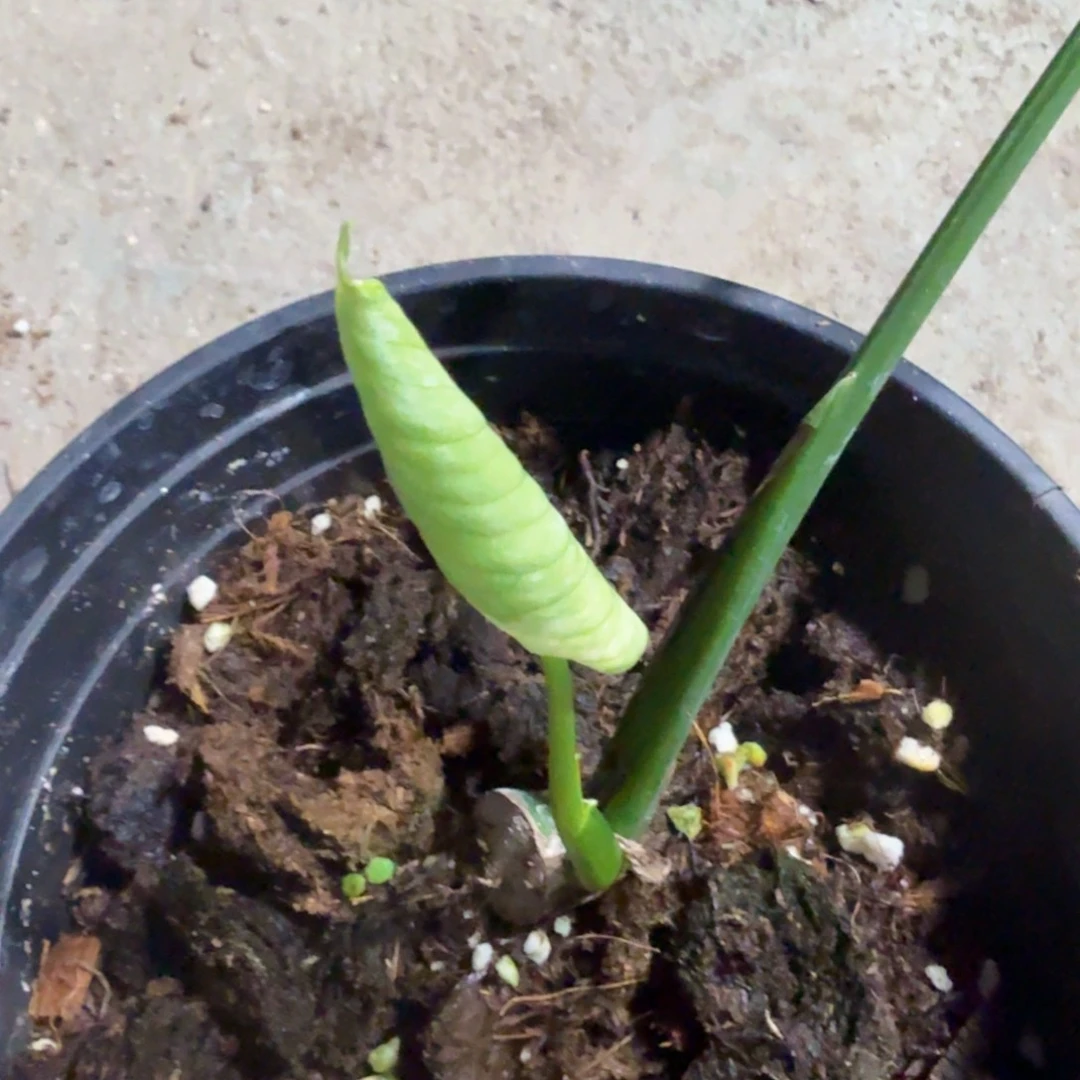 无花朵A****哥国产短茎薄荷一物一拍