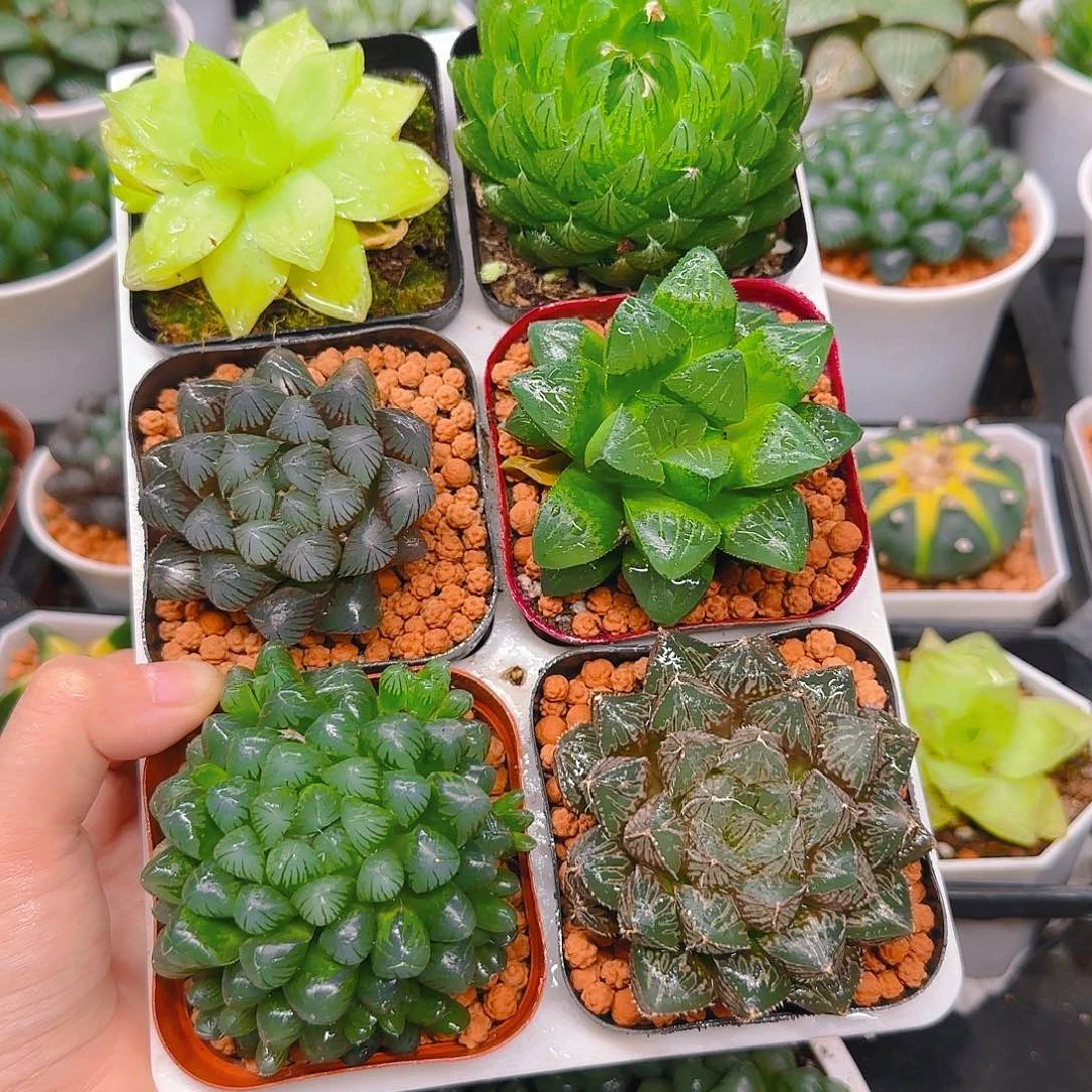 玉露六件套多肉，不带托架