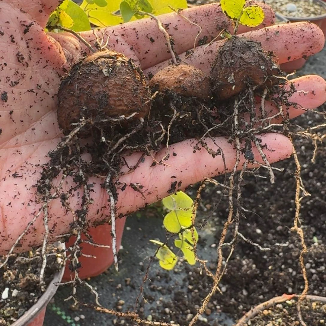 南非龟甲龙一物一拍多肉