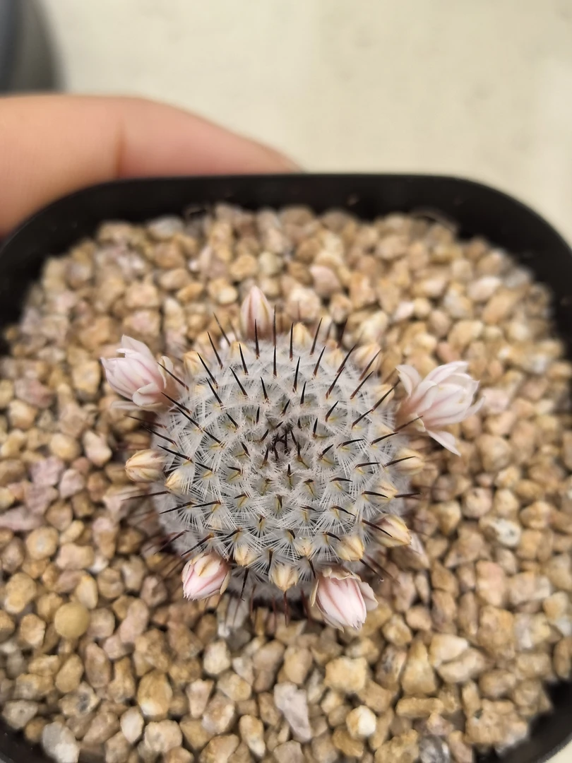 直刺佩雷实生根仙人球