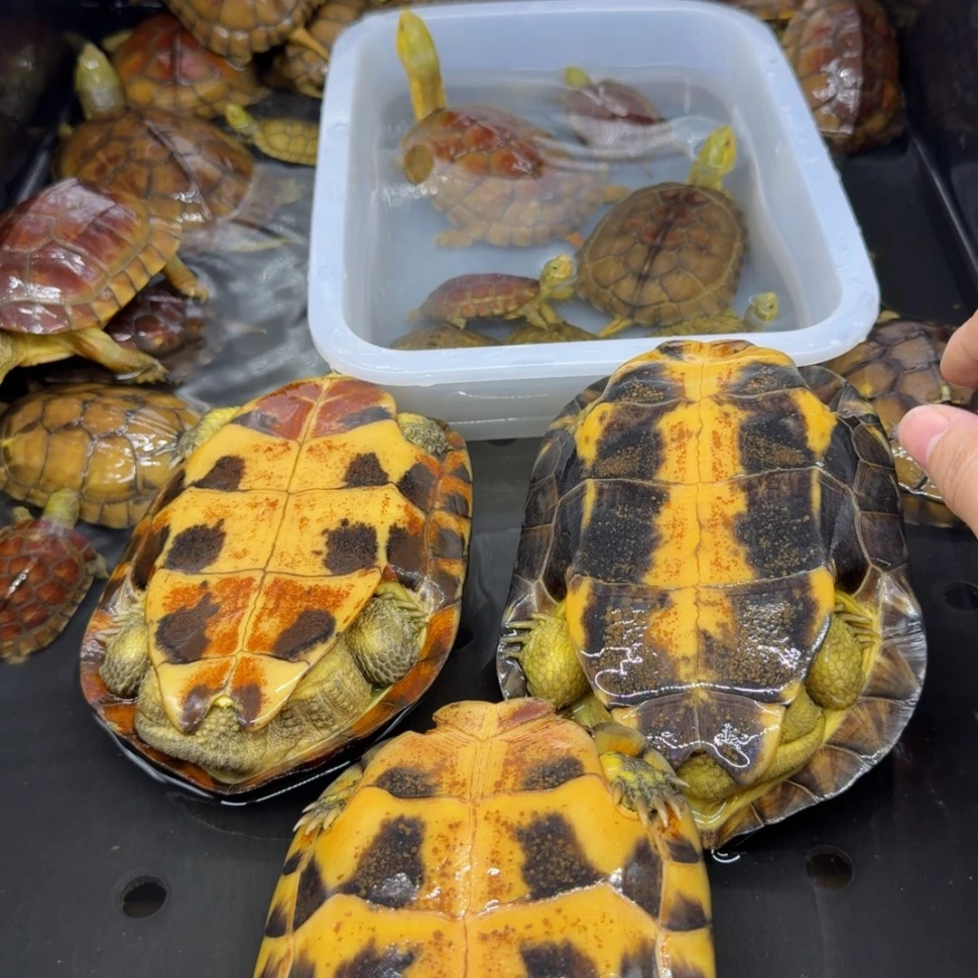 如***部宠物龟公母搭配微瑕大母3只