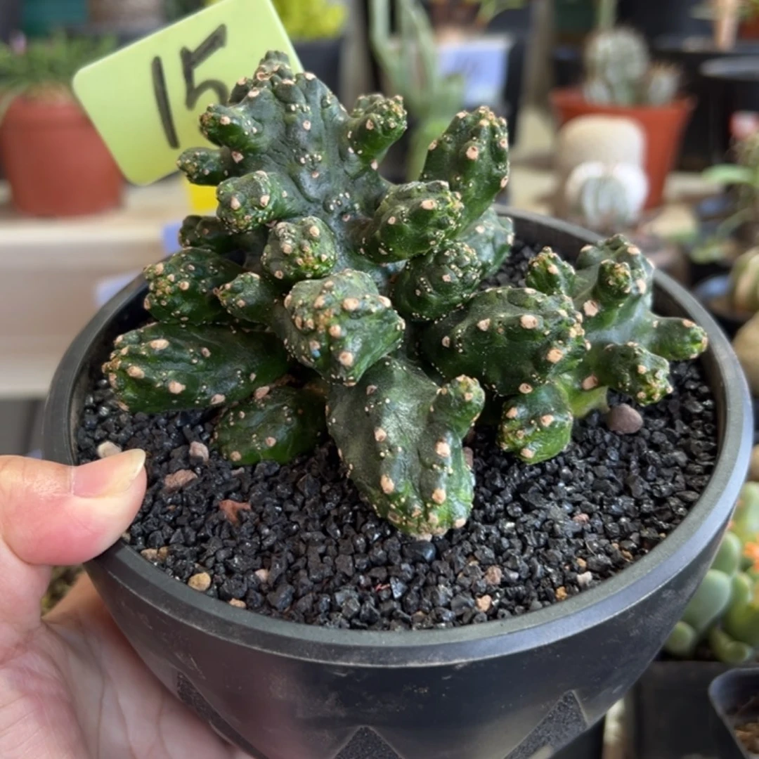 裸鳄石化带盆1111111