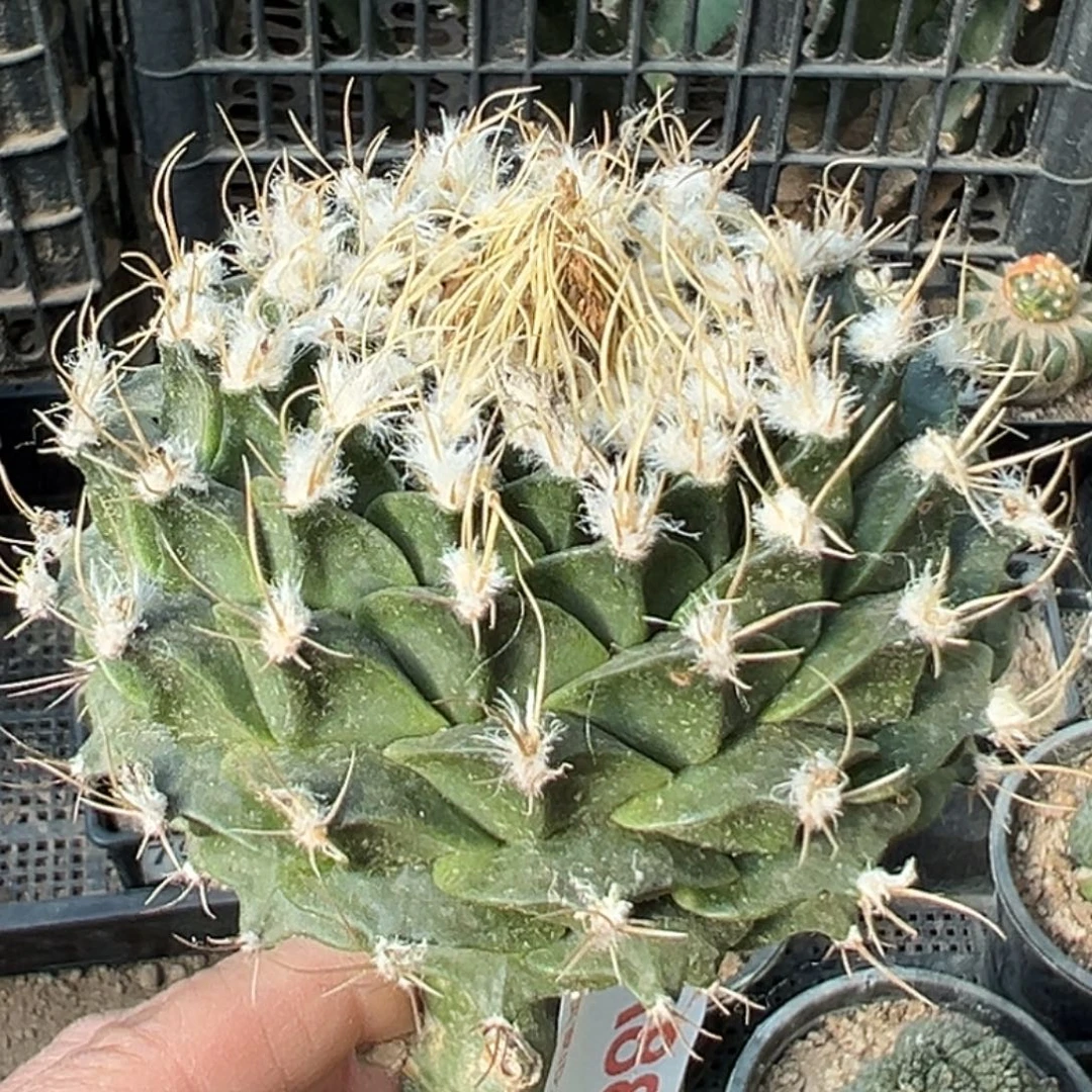 无花朵螺旋大尤蒂冠880