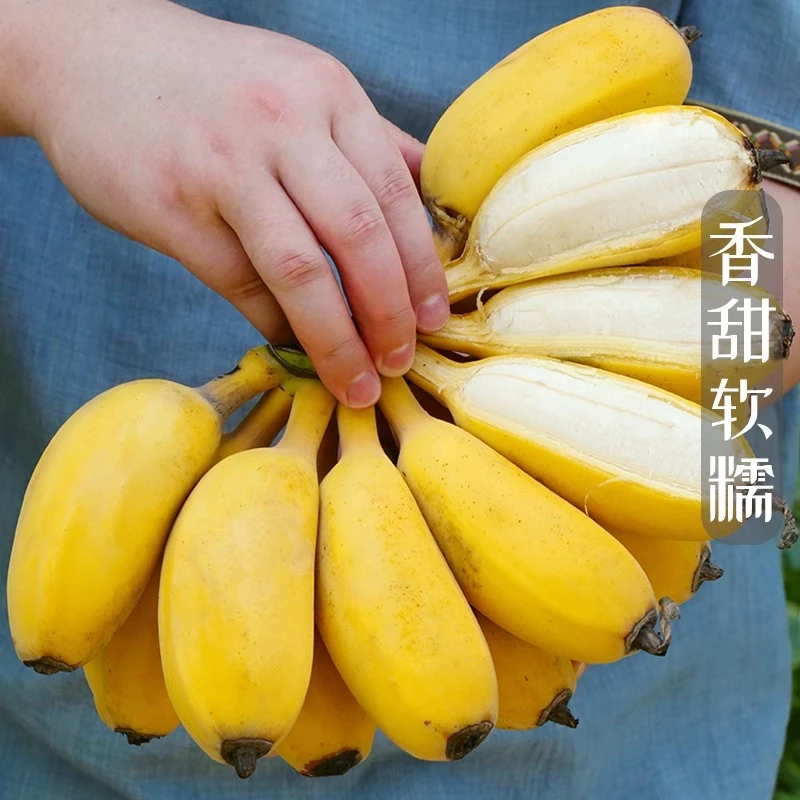 正宗苹果蕉当季糯粉蕉自然熟香蕉孕妇整箱小米蕉水果新鲜广西现摘