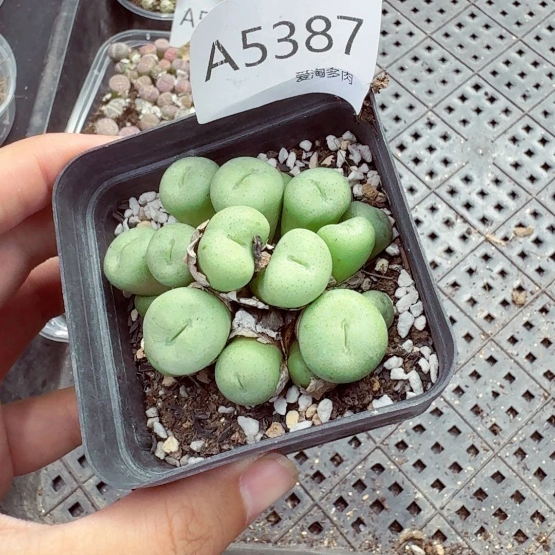 5387—生石花 生石花
