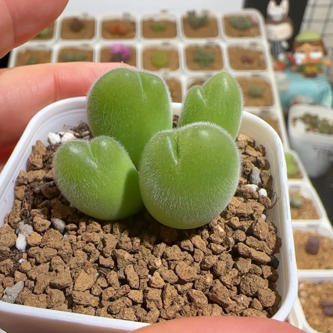 肉锥多肉植物组合-长毛翠滴1167