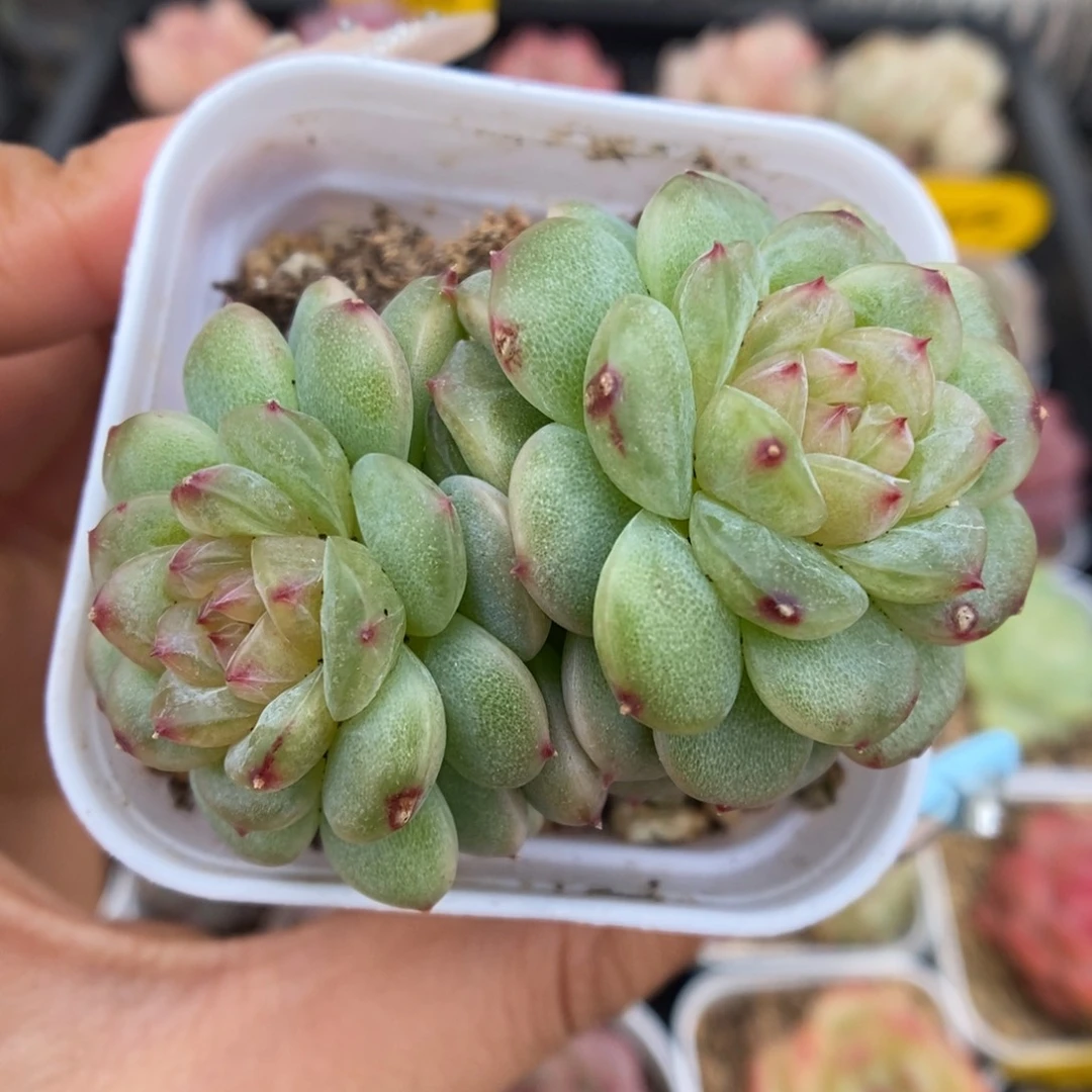透心珍妮可拍1039号
