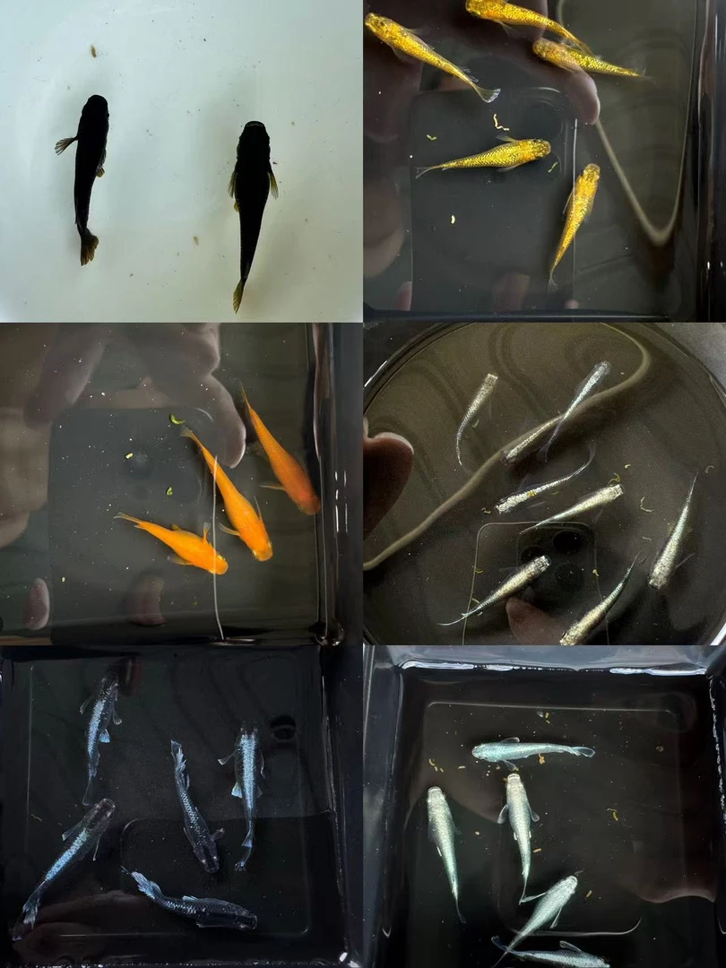 观背青鳉 新手合适 淡水鱼冷水 观赏鱼 简单好打理