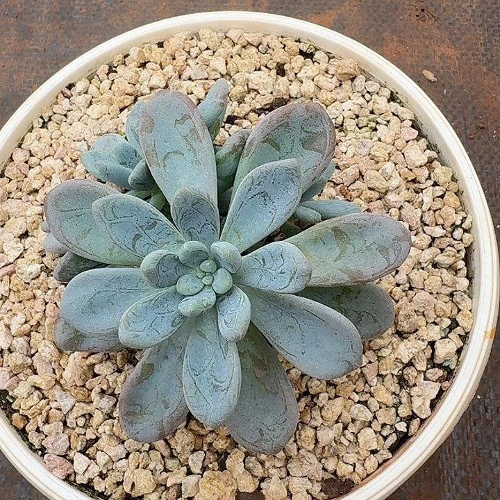 路***…海尼亚多肉植物一颗