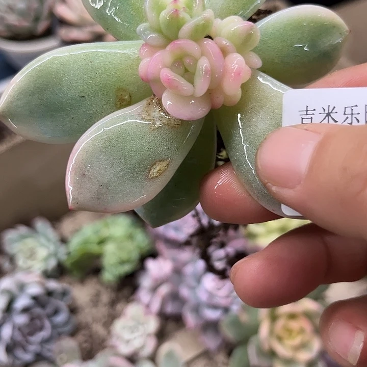 1975梦露锦底座炸多肉植物