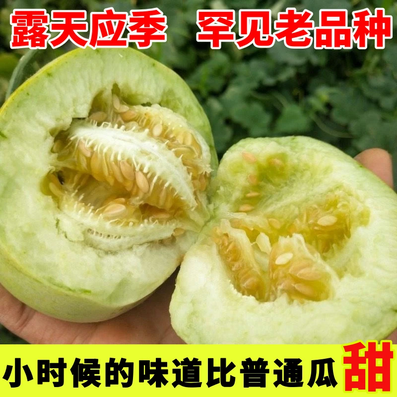 【正宗超甜】头茬甜宝甜瓜新鲜当季水果薄皮蜜瓜贵妃香瓜整箱包邮
