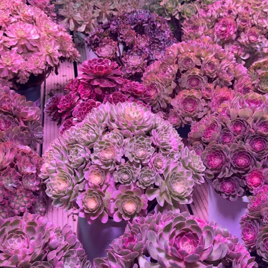 逸***境多肉植物法师福利1颗