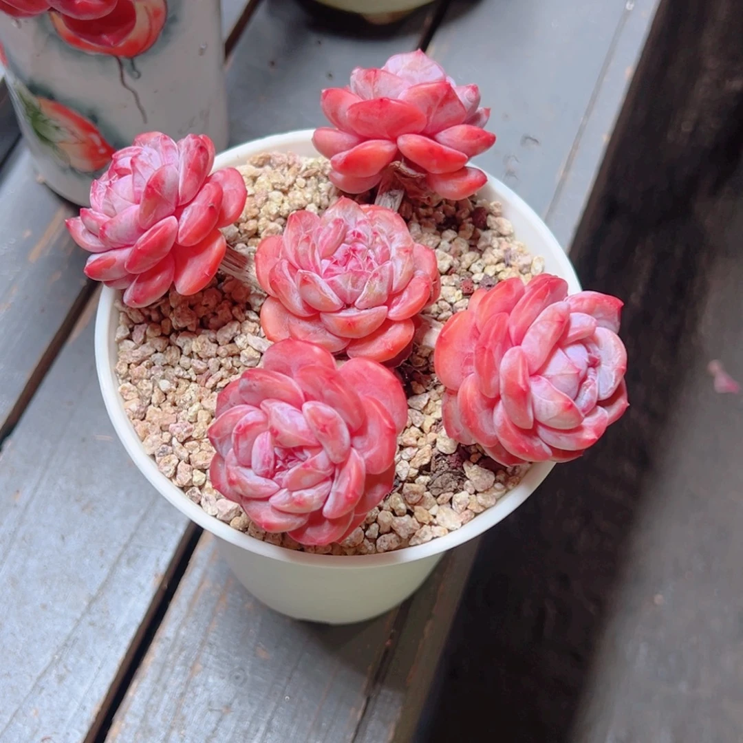 紫***房露养老桩星影多肉