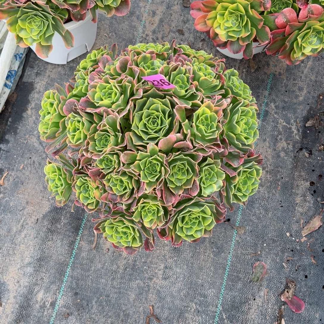 馥*236炫彩法师多肉植物