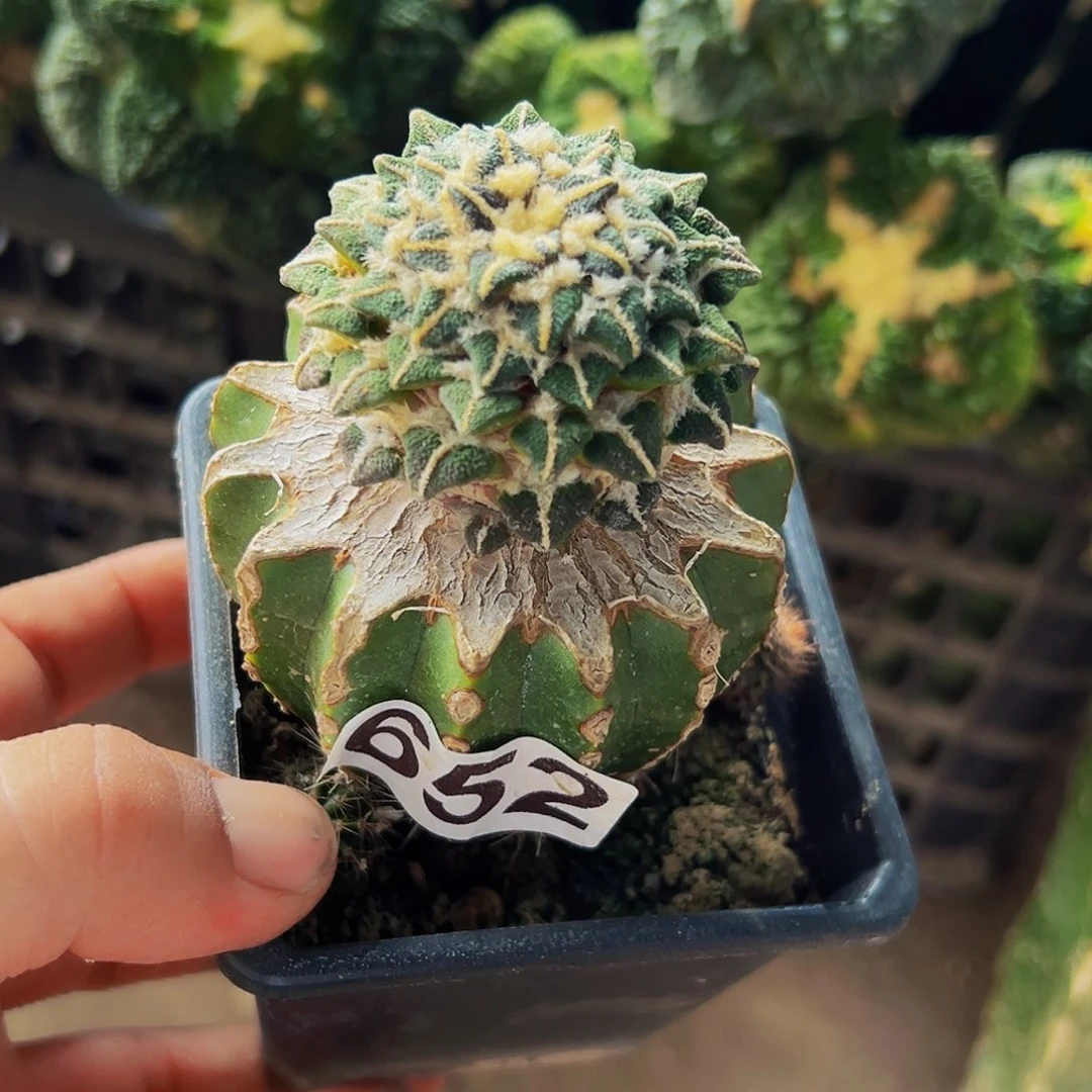 无花朵福利黑牡丹652
