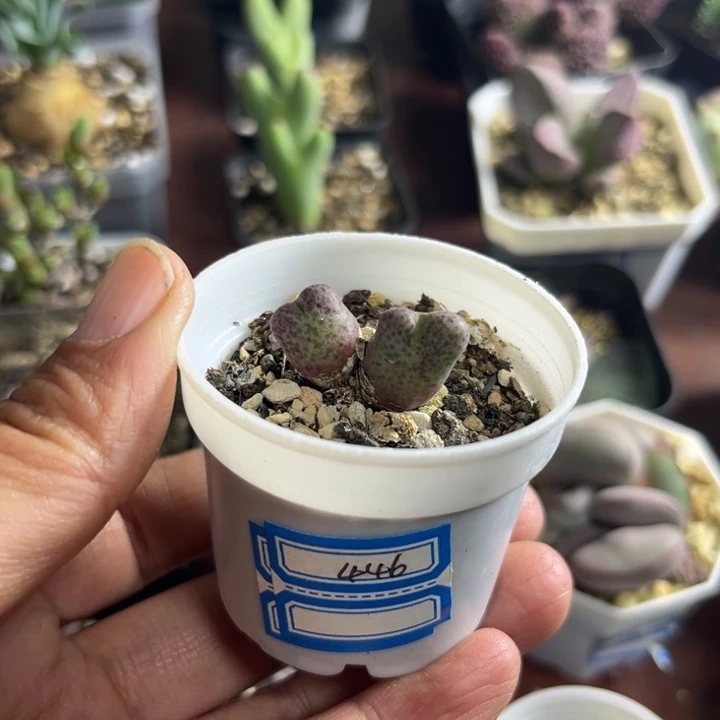 446 斑马955d多肉植物