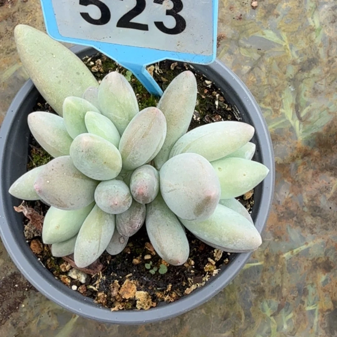 白兰地多肉植物523