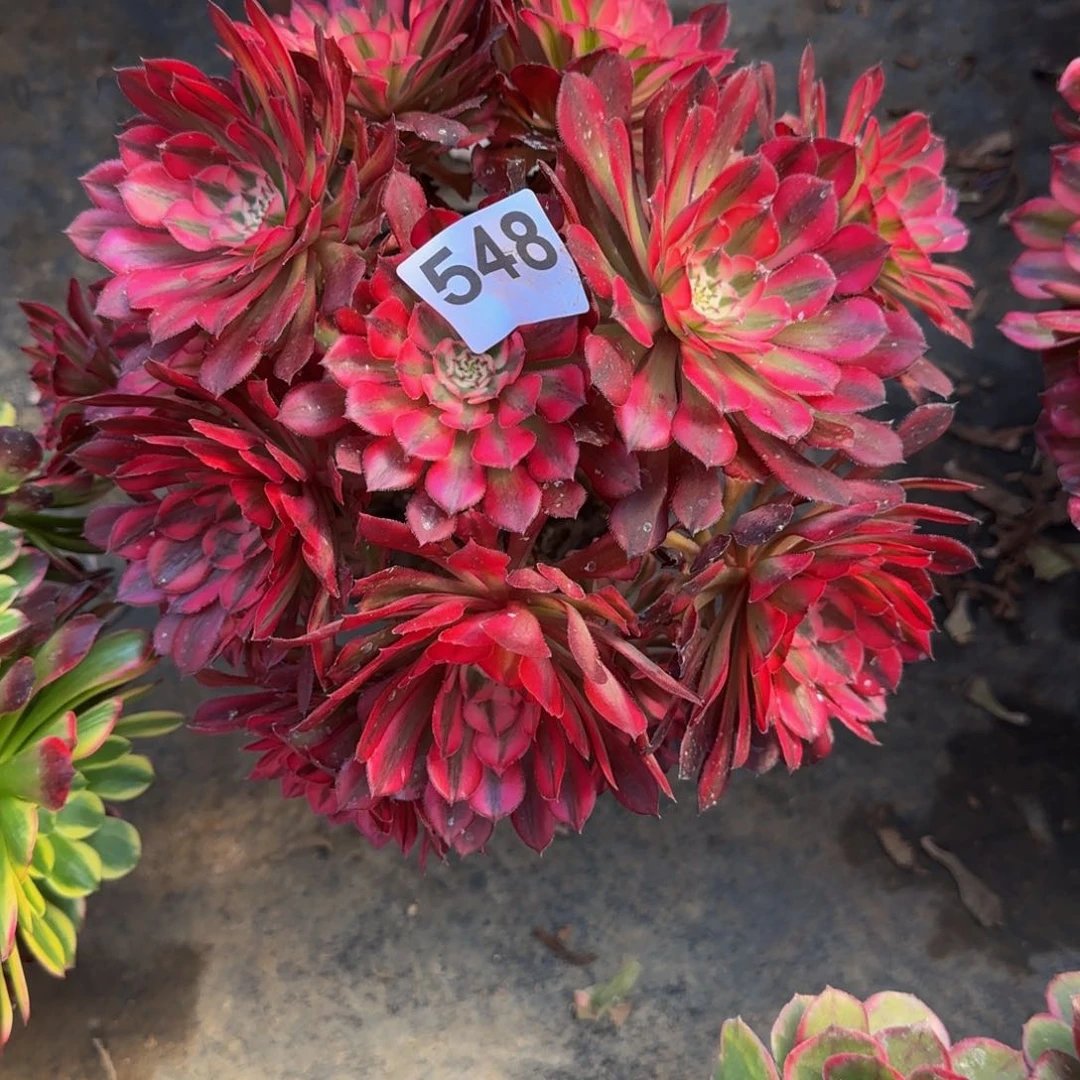 ?****?多肉植物548