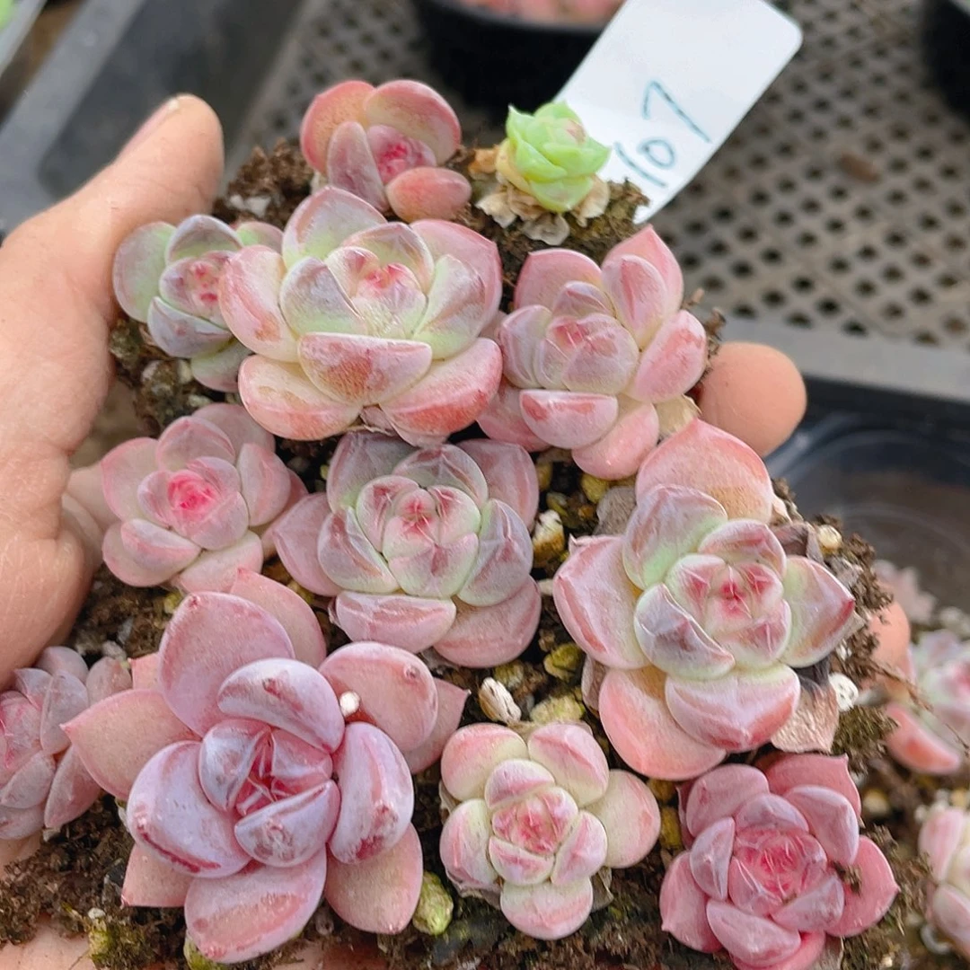 多肉植物多肉植物107