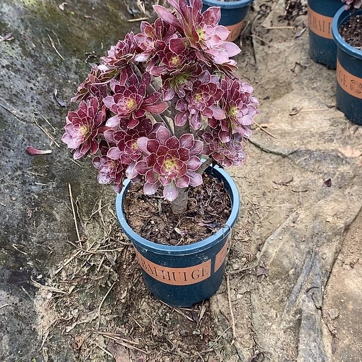 黑法4多肉植物法师法师法师