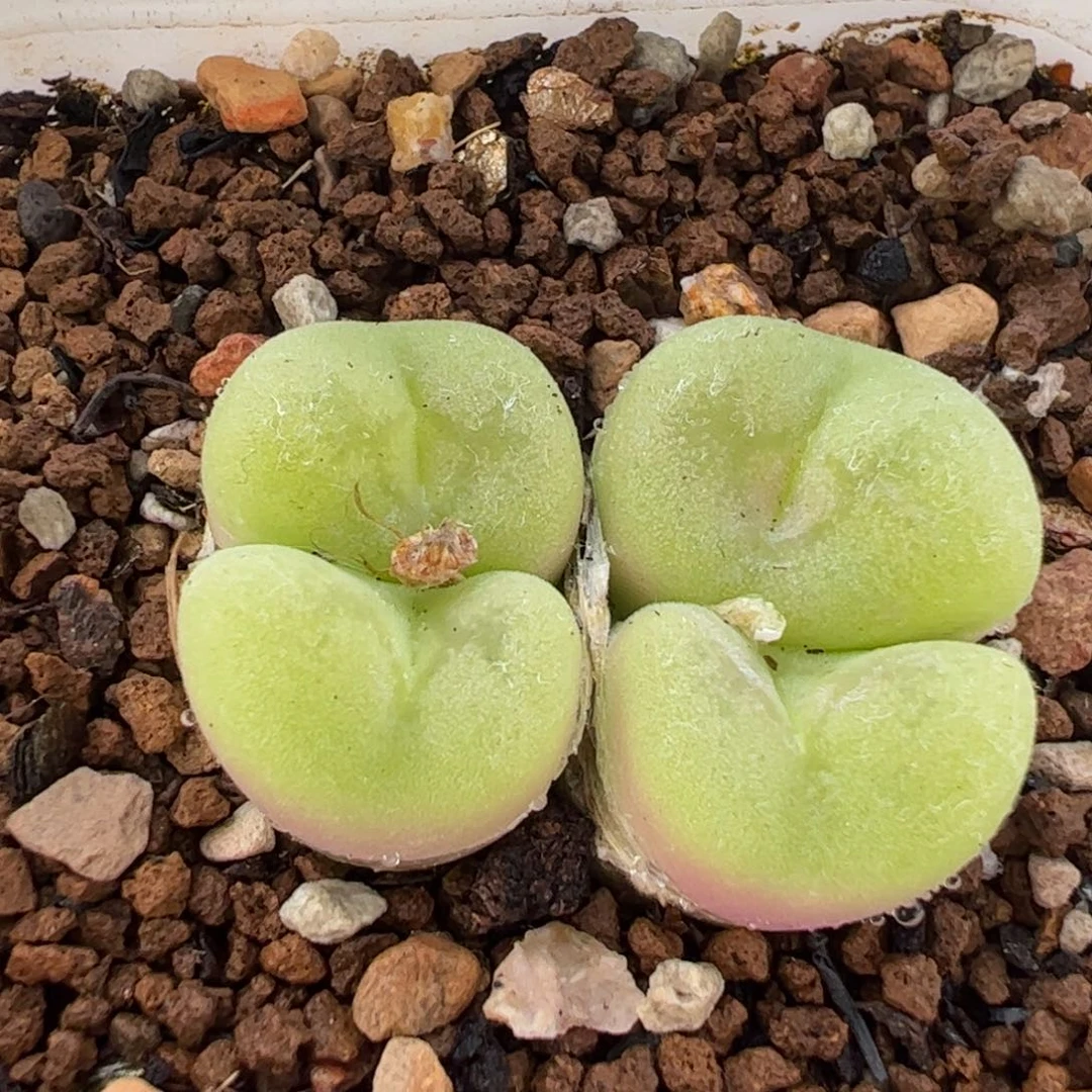 058多肉植物百科