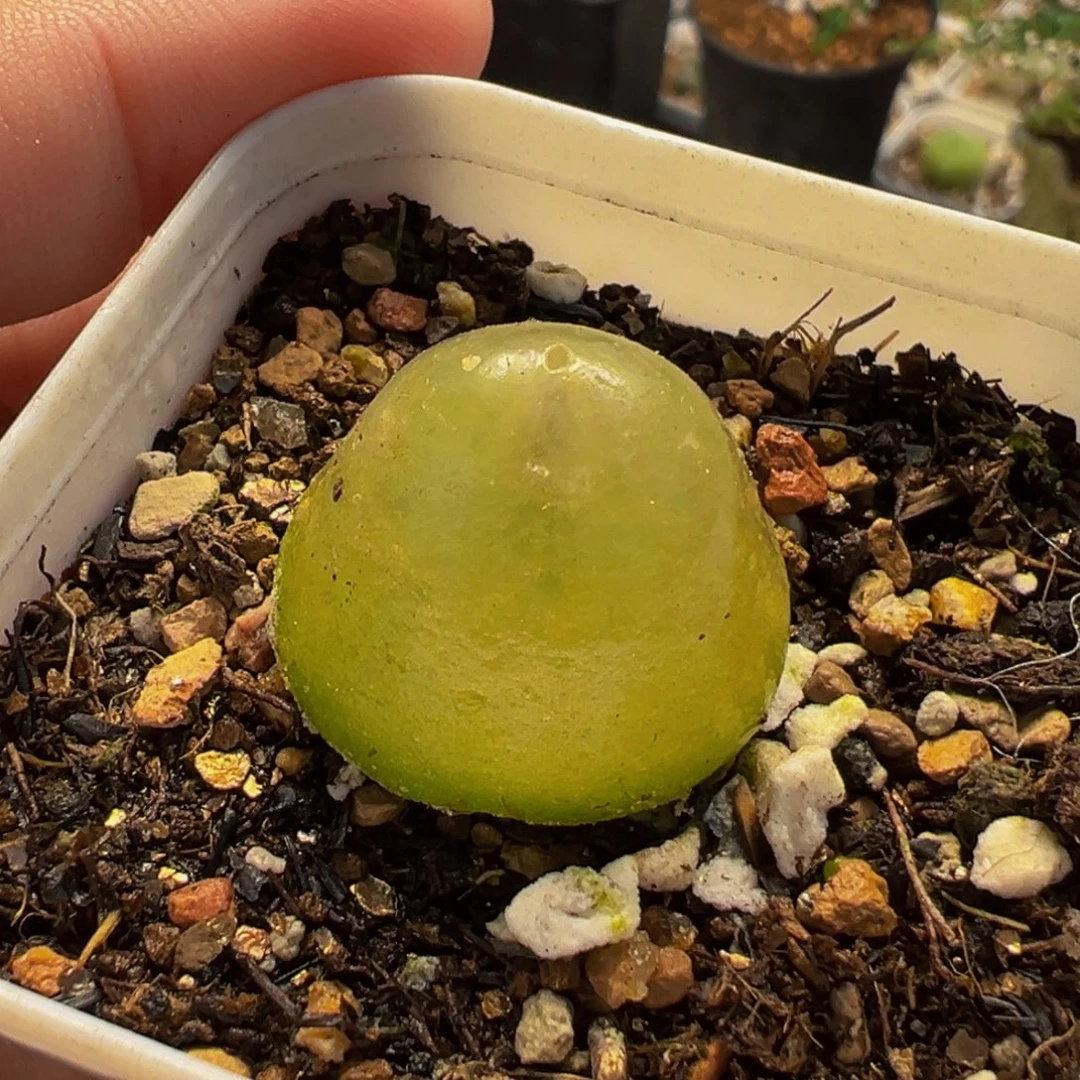 475多肉植物种类多样