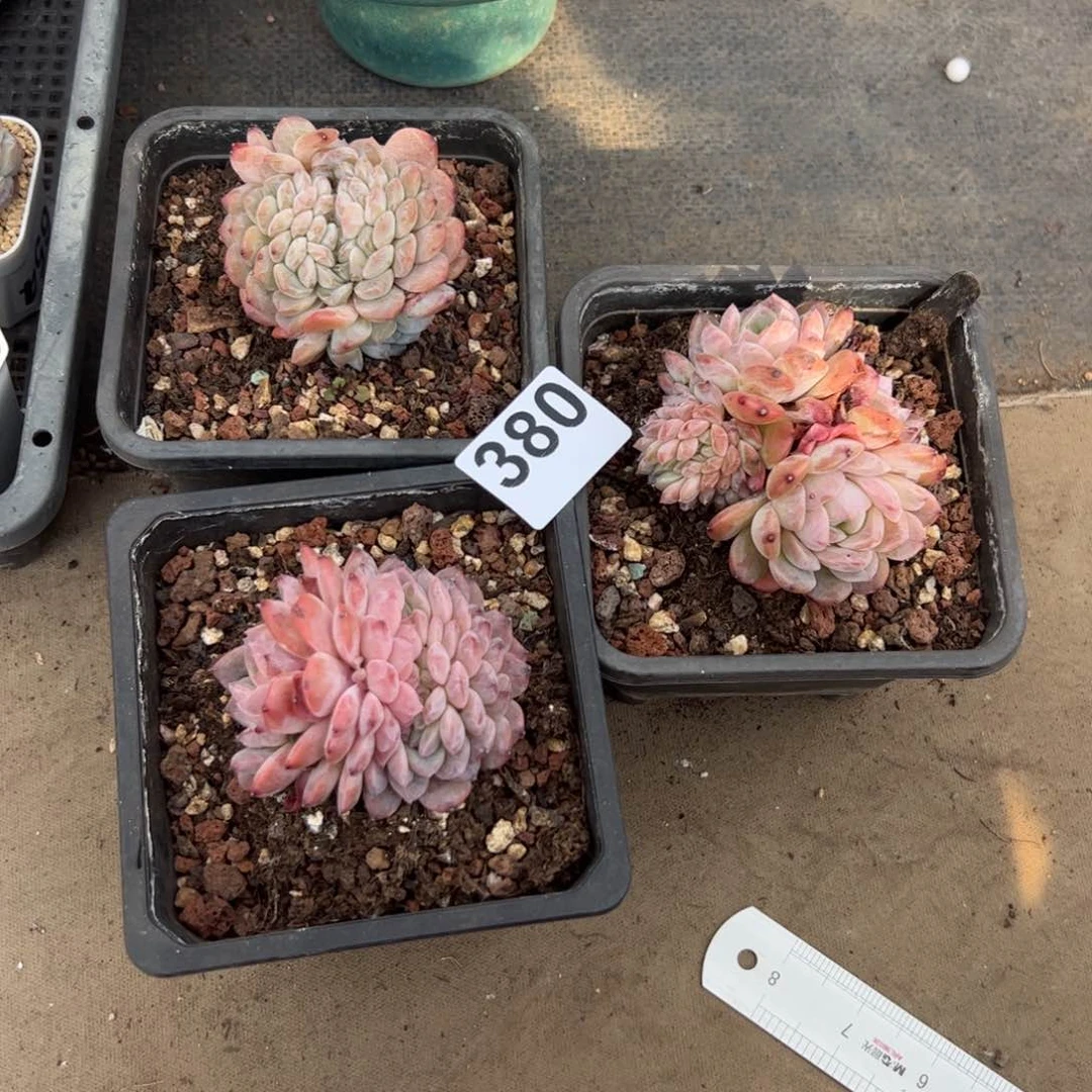 Y****中380 多肉植物组合盆栽