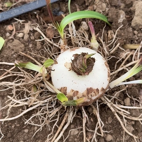 杂交白肋坨坨主球8厘米开花无售后4号