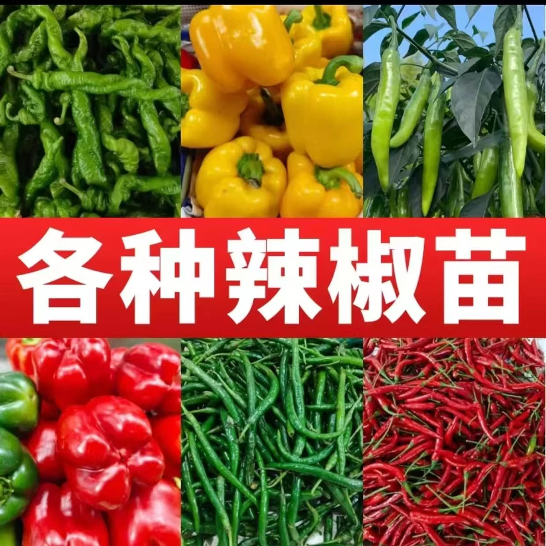 20颗高产带土辣椒苗螺丝椒线椒南北方四季种植盆栽地栽蔬菜秧苗