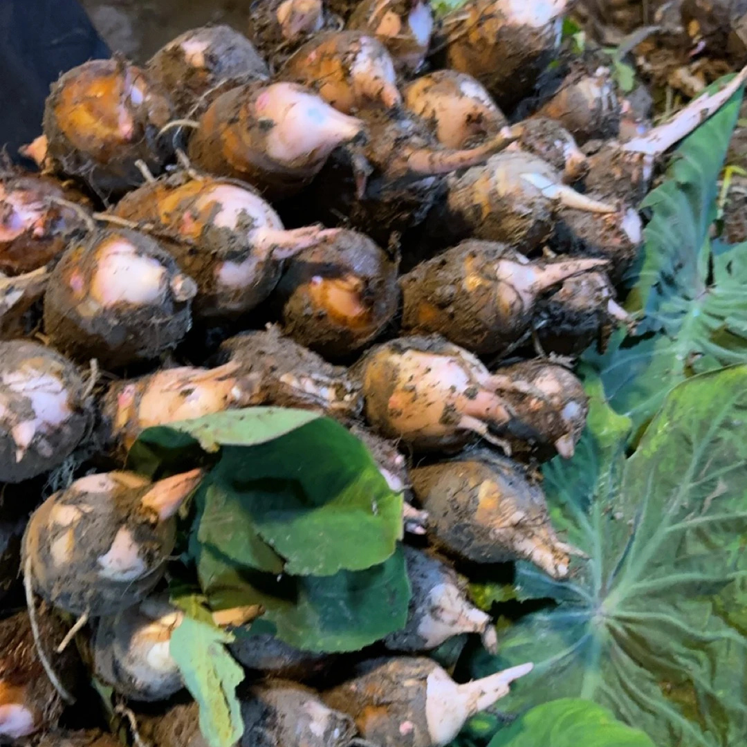 新鲜现挖红芽芋艿软糯香甜小芋头