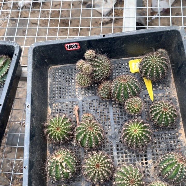 ?*璃锦鲤无根侧芽三公分
